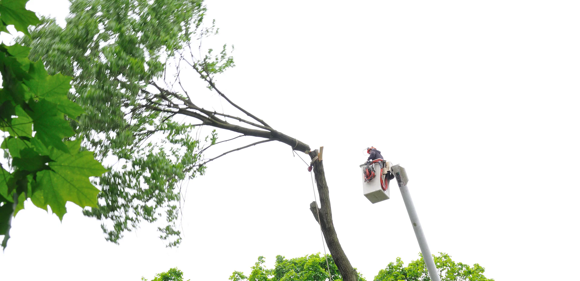 In The Tree Care Business For Over 20 Years