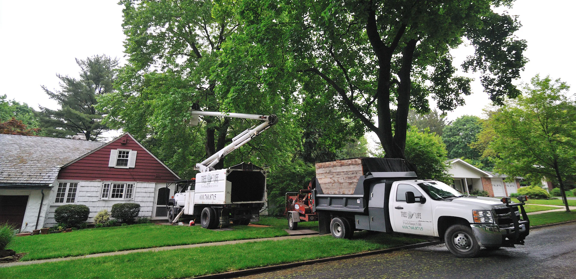 Tree of Life Tree Management Service